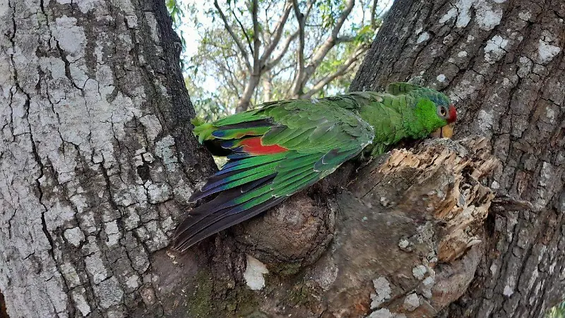 loro afectado por ola de calor